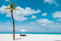 Palm Tree Couple Loungers