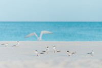 Birds Beach