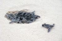 Sea Turtles Bucuti & Tara Beach Resort