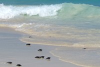 Leatherback Sea Turtle hatchlings