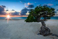 Divi Divi Tree, credit: Christine Biondi