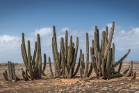 Aruba Desert Landscape